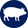 Swine Products