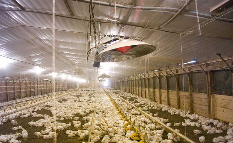 I-Series Heaters in a poultry barn.