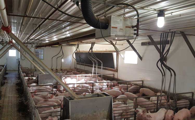 A Sentry radiant tube heater in a swine barn.