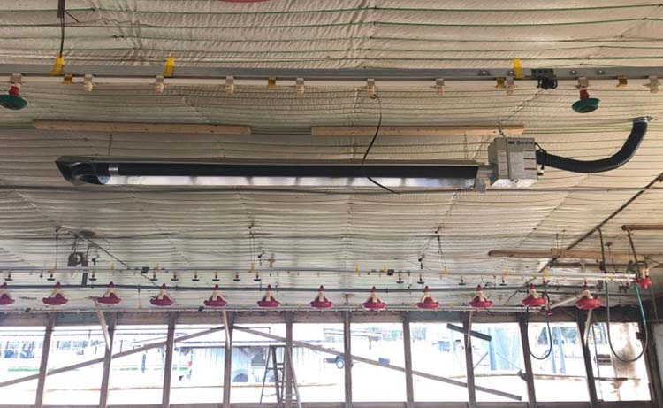 The Oval-U 100 radiant tube heater hanging in a poultry facility.